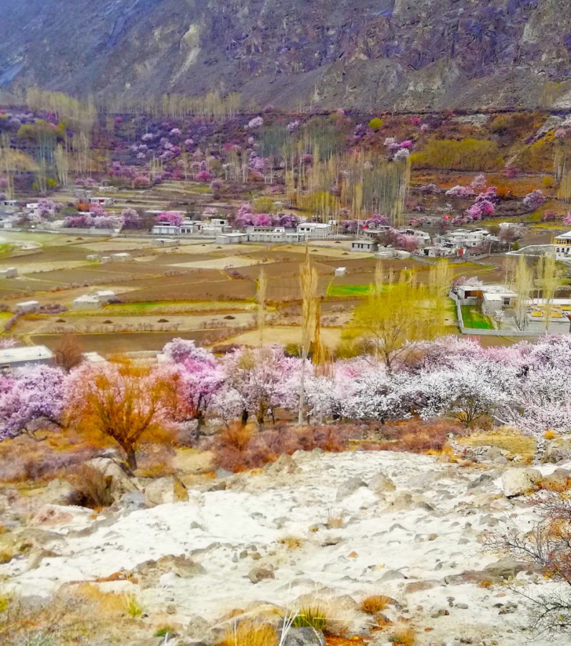 Apricot/Cherry Blossom