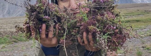 How Herbal Wisdom Fuels the Long Life of the Hunza Community